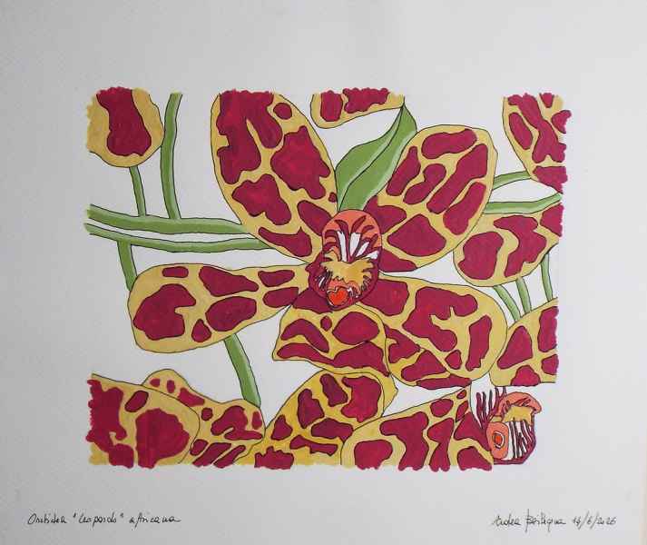 Orchidea Leopardo Africana